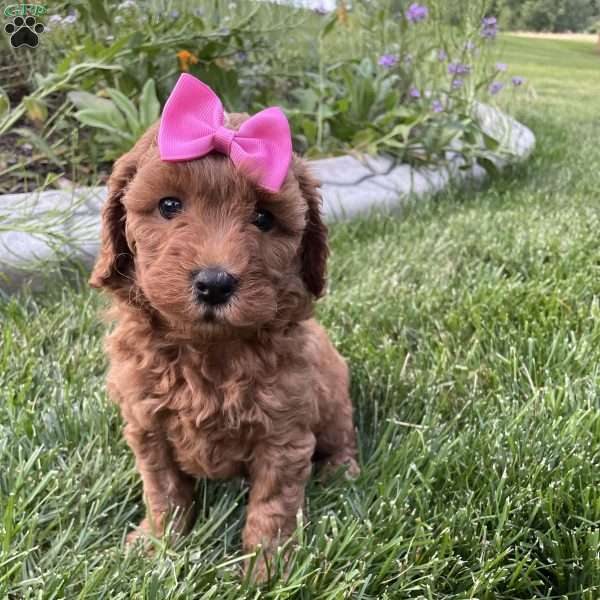 Angie, Mini Goldendoodle Puppy